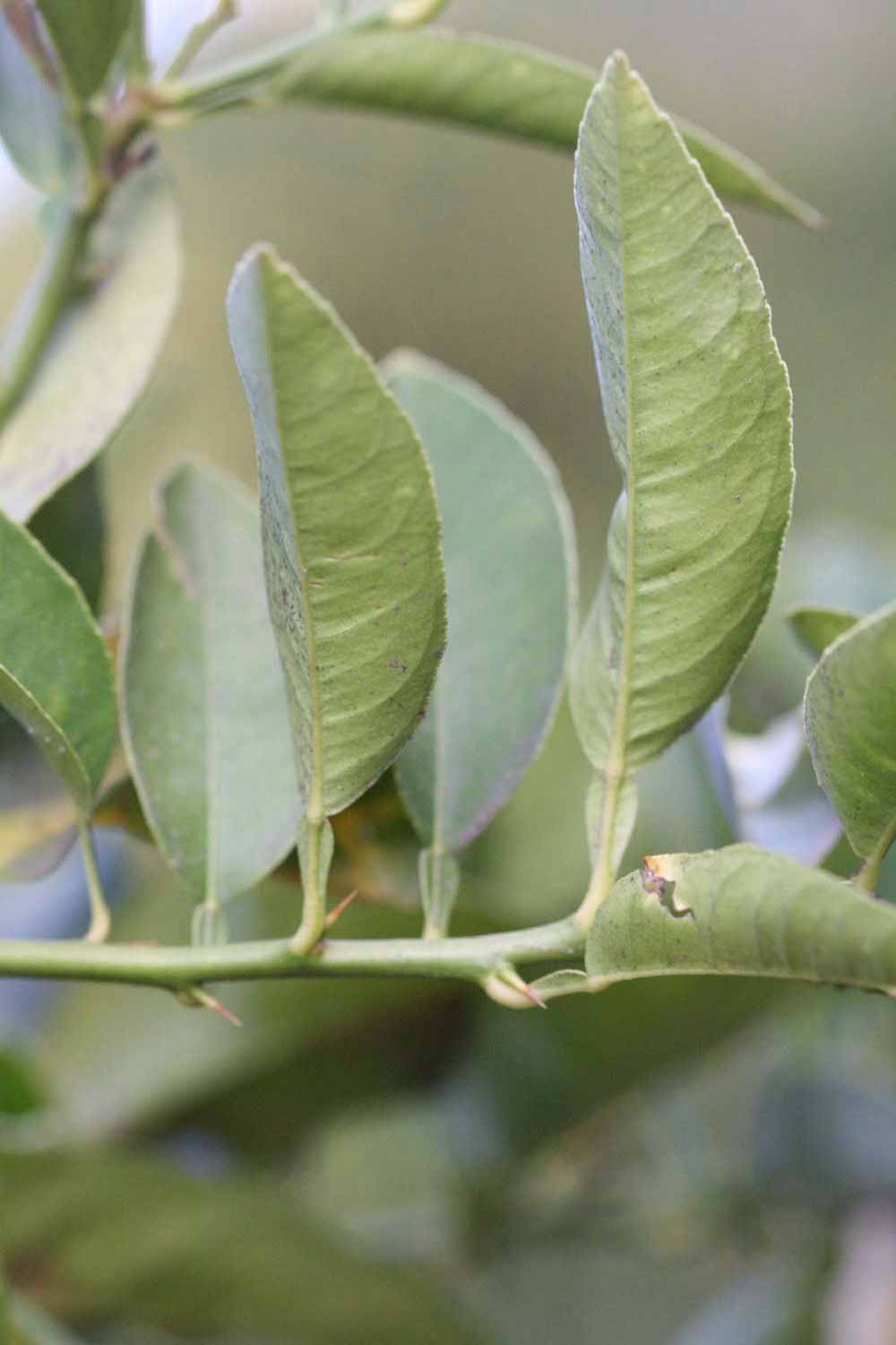            Sun leaves (Riverside, CA)   